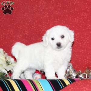 Jordan, Bichon Frise Puppy